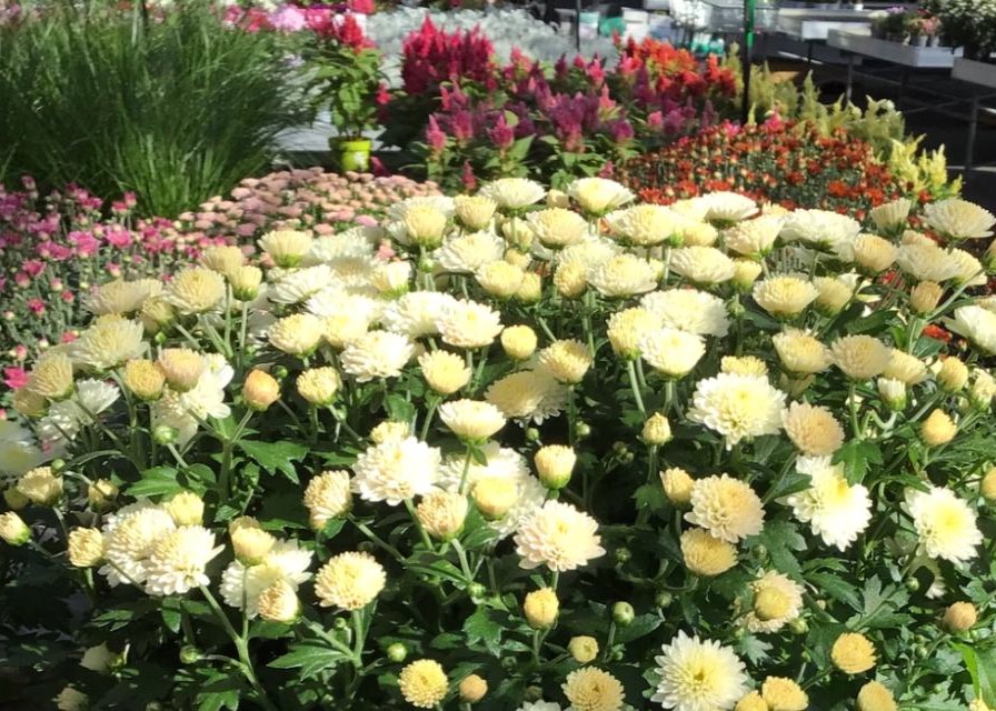 Monheimer Blumenmarkt